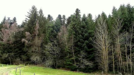 Entrée dans le bois.