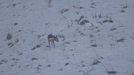 Je retrouve un chevreuil à peu près au même endroit que ce matin. Quelle chance ! Sur la photo précédente, il avait la taille d’un tout petit point mais c’est le mouvement qui l’a trahi !