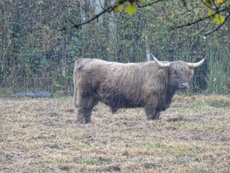 Vache de race highland