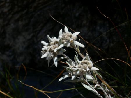 Edelweiss