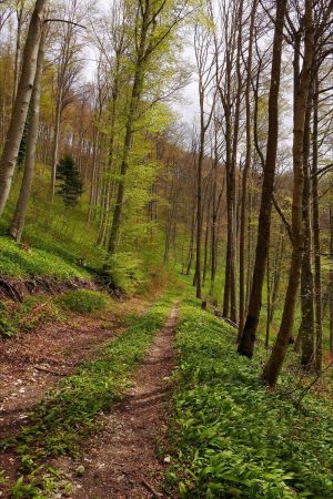 Descente vers Wannental.