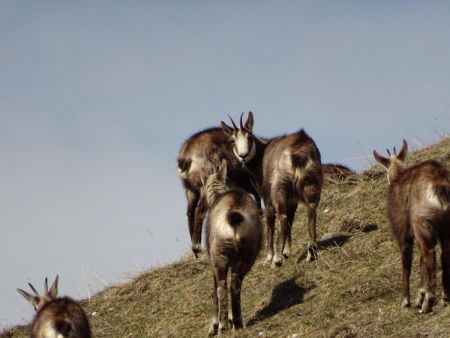 Les chamois dans la Prairie des Ayes.