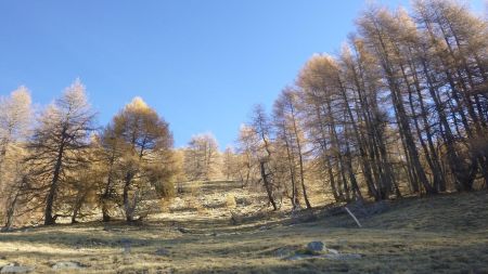 Montée vers le Sommet de Noncières à travers d’un bois parsemé