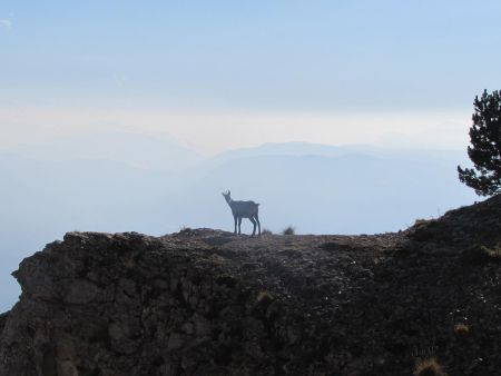 Premier chamois