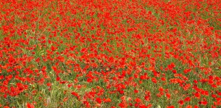 Champ de coquelicots.