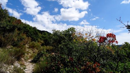 La végétation devient une garrigue.