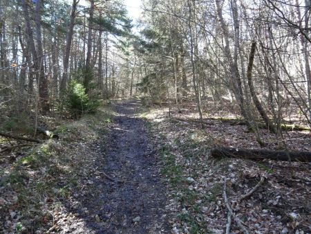 Dans la forêt, en montant. Le sol est parfois humide.