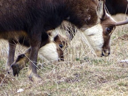 Les chamois dans la Prairie des Ayes.