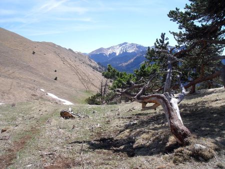 Pin mort, Toussière vue vers le sud