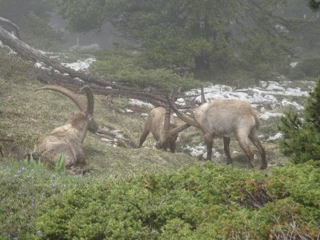 Les bouquetins du Granier