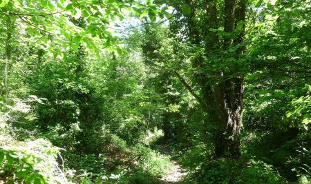 Montée sur un bon sentier à travers un bois très dense