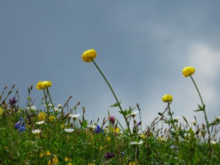 les nombreuses fleurs de printemps