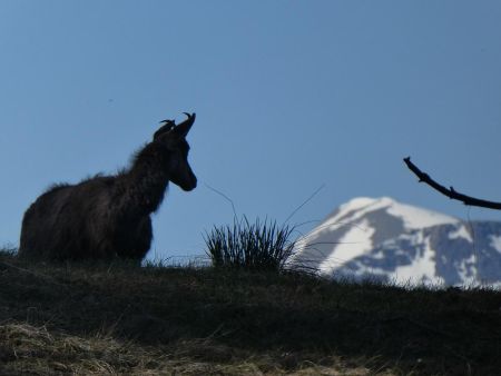 Chamois surpris au réveil