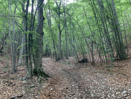 Montée dans la Combe de Morteiron.