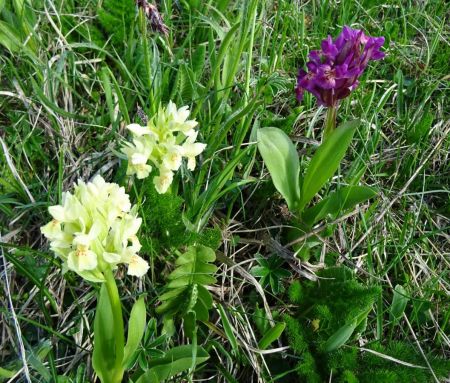 Orchis sureau rouge et sureau jaune