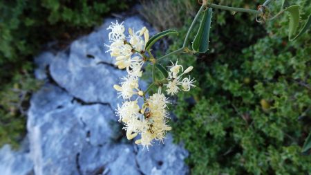 Fleurs de salsepareille. Elles embaument à plusieurs mètres.