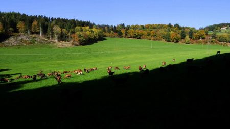 Élevage dans le val du Combarot.