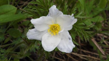 Pulsatille des alpes