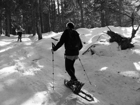 Montée tranquille dans la forêt