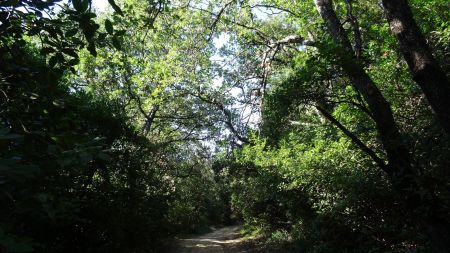 Dans la forêt.