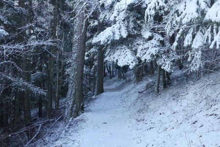 Le début se déroule en forêt.