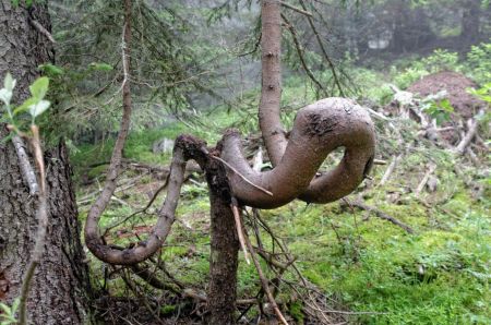 Oeuvre d’art naturelle