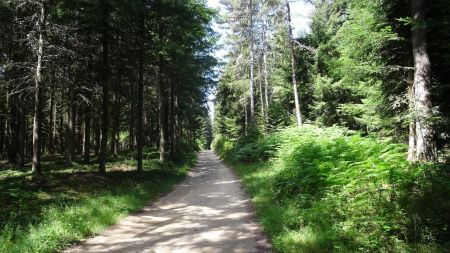 Dans la forêt.