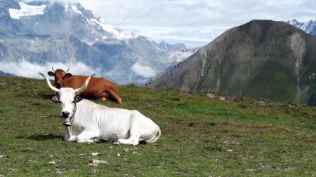 Vaches Italiennes au Col de la Roue.