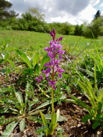 Orchis mâle (Orchis mascula)