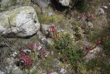 Fleurs de rocaille