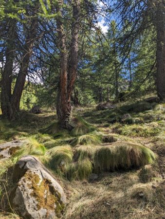 Dans la forêt 