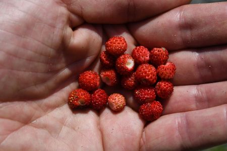 petite récolte sauvage qui fait toujours plaisir !