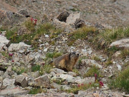 Habitante du col