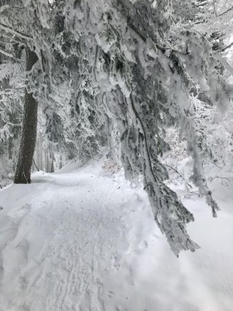 Sur la crête, arbres bien chargés