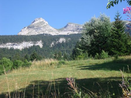 Les Moucherolle avec leur col