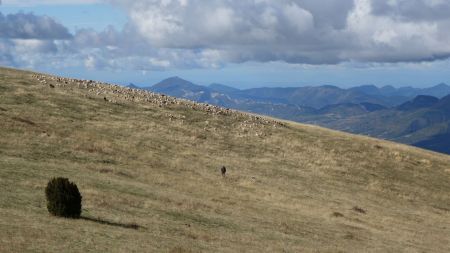 Des moutons et un berger