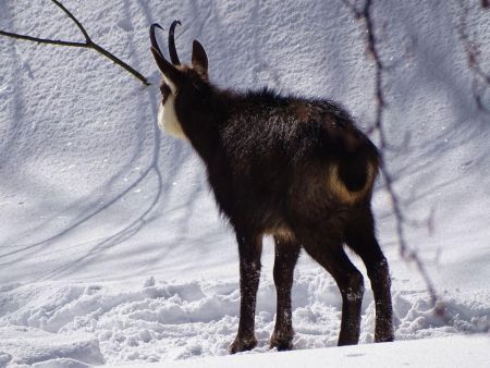 Rencontre avec un chamois peu farouche.