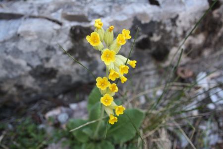 ...de très nombreuses primevères officinales, dans les gorges comme dans les prairies