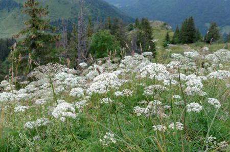 Pointe de Miribel