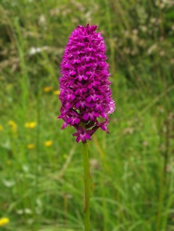 Orchis pyramidal dans la force de l’âge