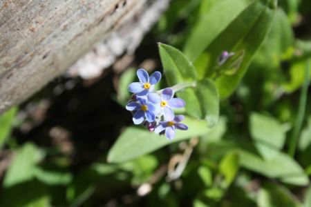 ...du myosotis alpestre...