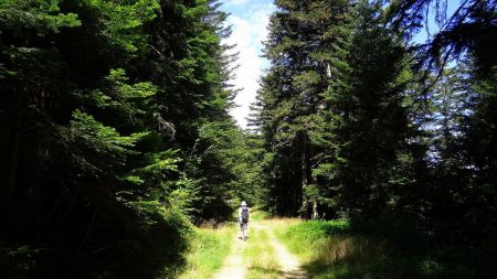 Forêt de Taillard.