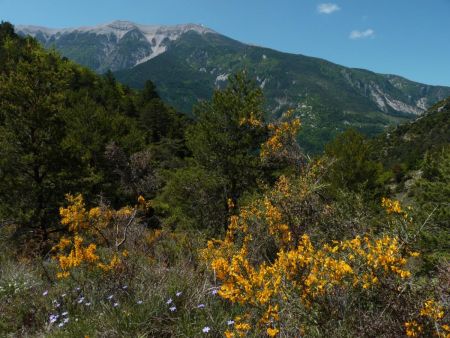 Le Ventoux depuis col.