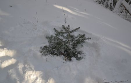 Qui n’a jamais déterré un Sapin ?