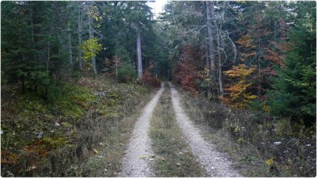 Sur la Route Forestière du Petit Bois.