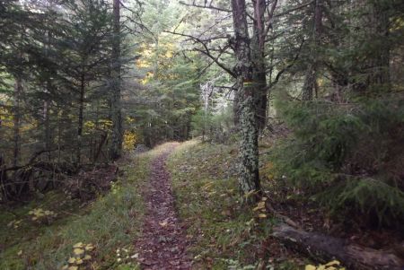 Sentier en sous-bois