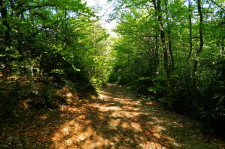 Retour en forêt.