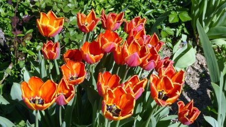 Tulipes