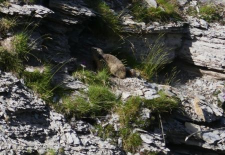 La voilà la marmotte, devant sa porte,  prète a plonger si je bouge.