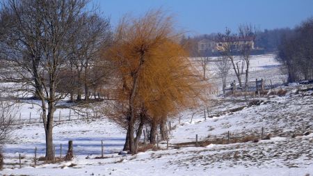 Quelques arbres ont des couleurs.